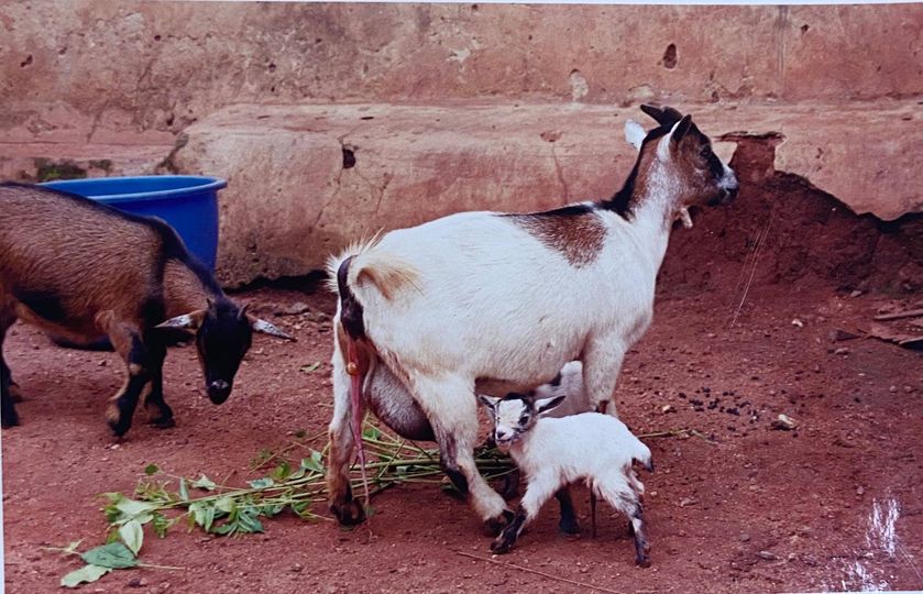 a picture showing a mother goat and its kid